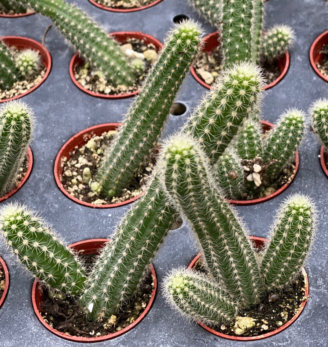 types of peanut cactus Cactus, Echinopsis Peanut – Plant Hoarder