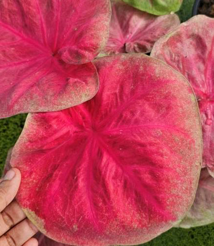 Caladium Pink Pearl - 1 bulb