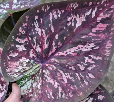 Caladium Rahu Omjan - 1 bulb
