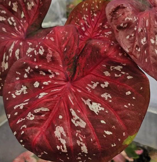 Caladium Sao Chiang Mai - 1 bulb