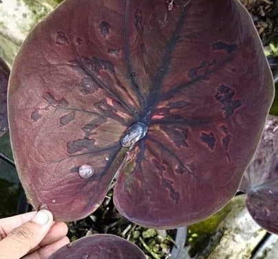 Caladium Saturday - 1 bulb