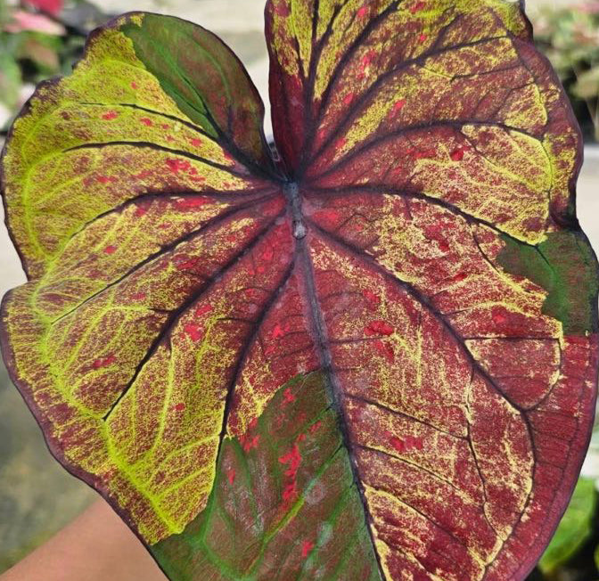 Caladium Sette Meuang Kan - 1 bulb