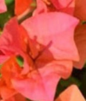Bougainvillea, Sundown Orange