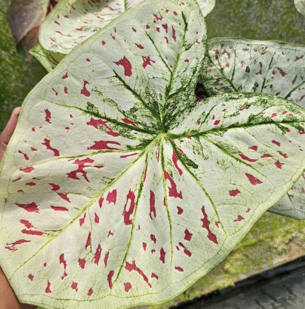 Caladium Talok Prakeait - 1 bulb