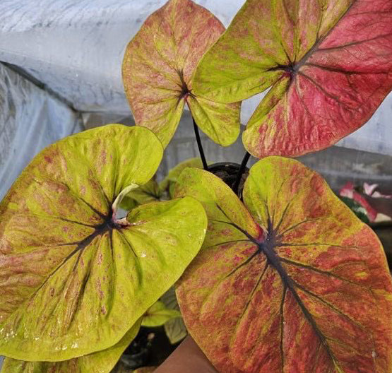 Caladium Tha Kradan Sanim Deang - 1 bulb