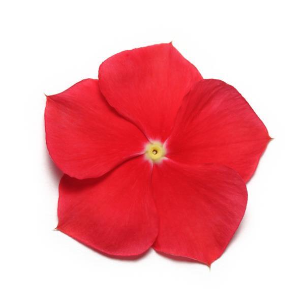 Vinca Pacifica XP