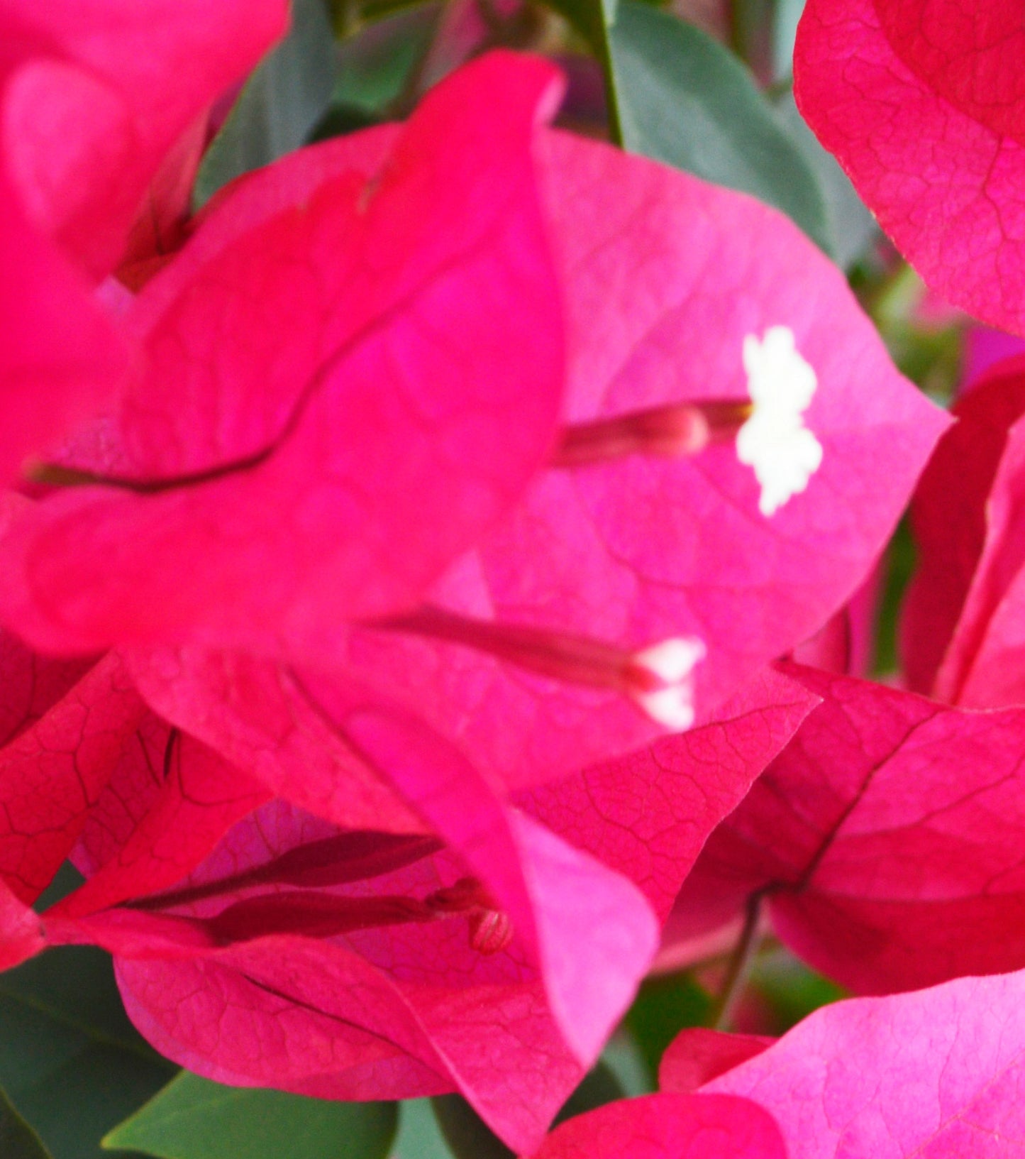 Bougainvillea, Barbara Karst