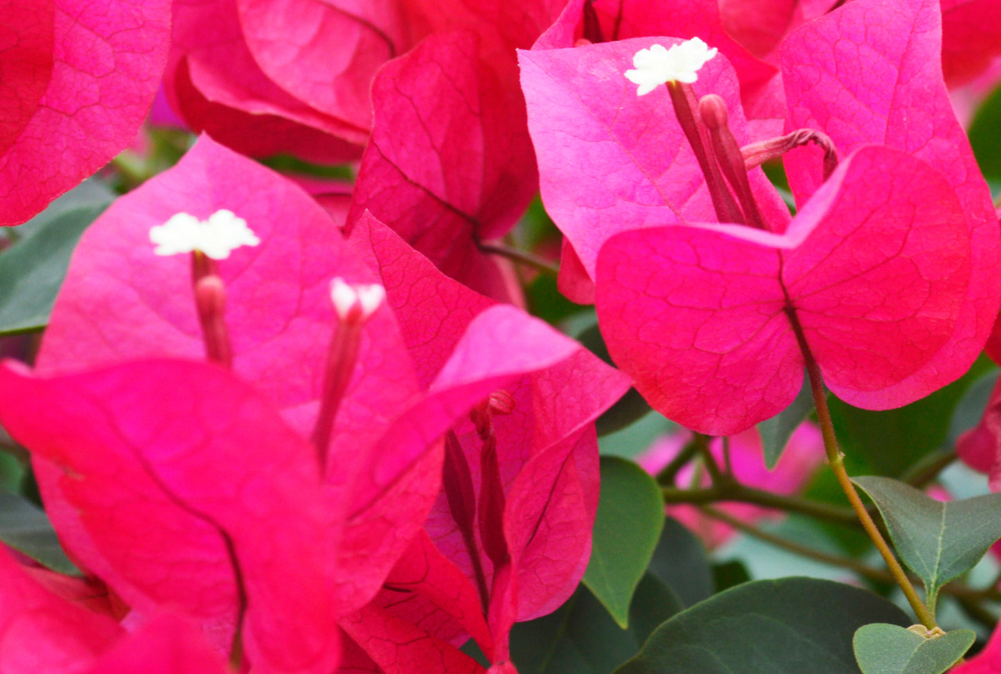 Bougainvillea, Barbara Karst
