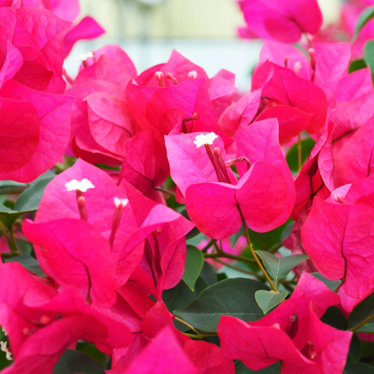 Bougainvillea, Barbara Karst