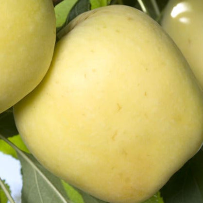 Apple, Dorsett Golden