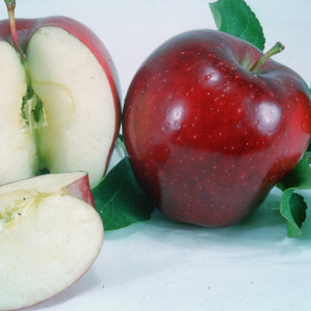 Apple, Red Delicious Bisbee Spur