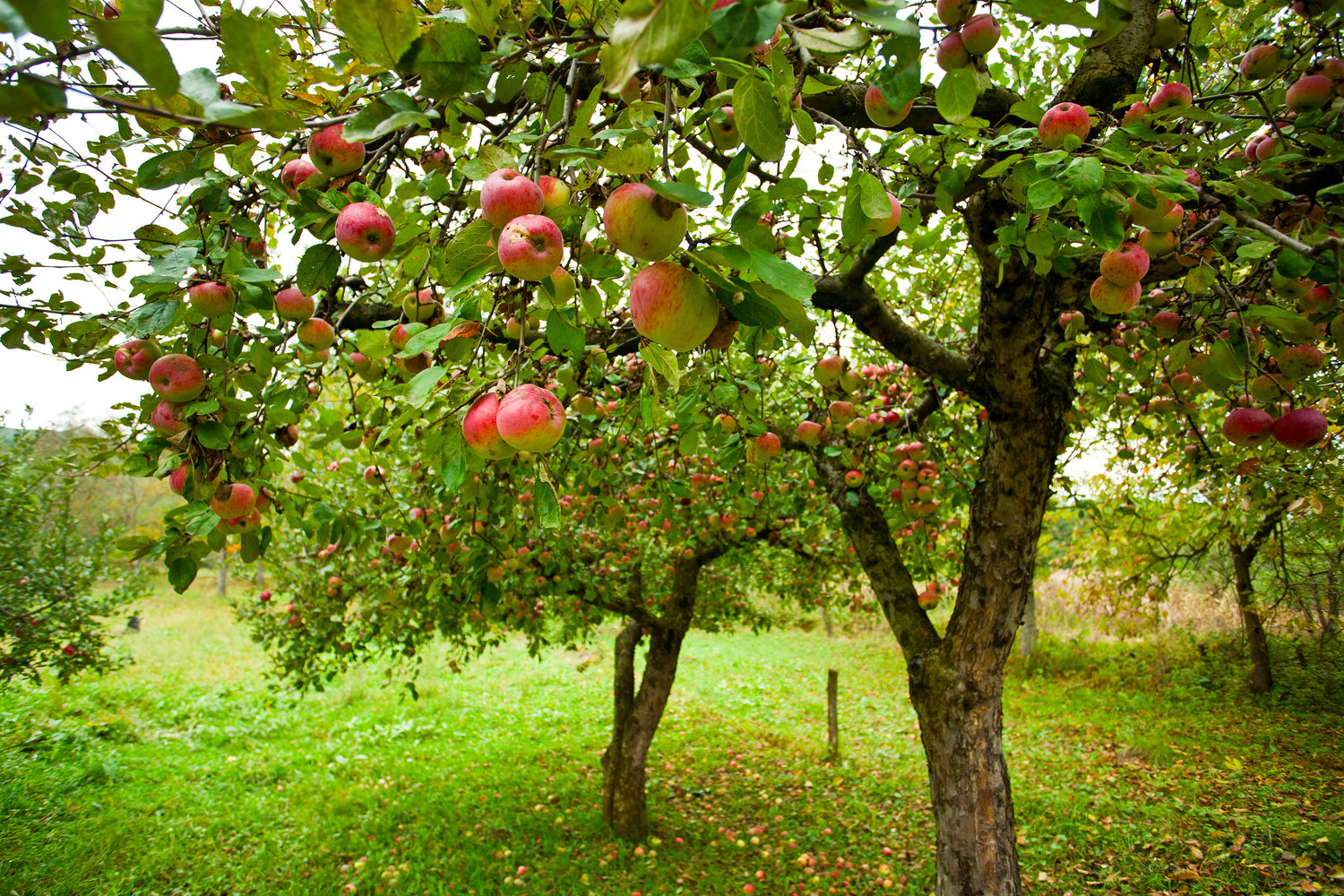 Fruit Tree Orchard