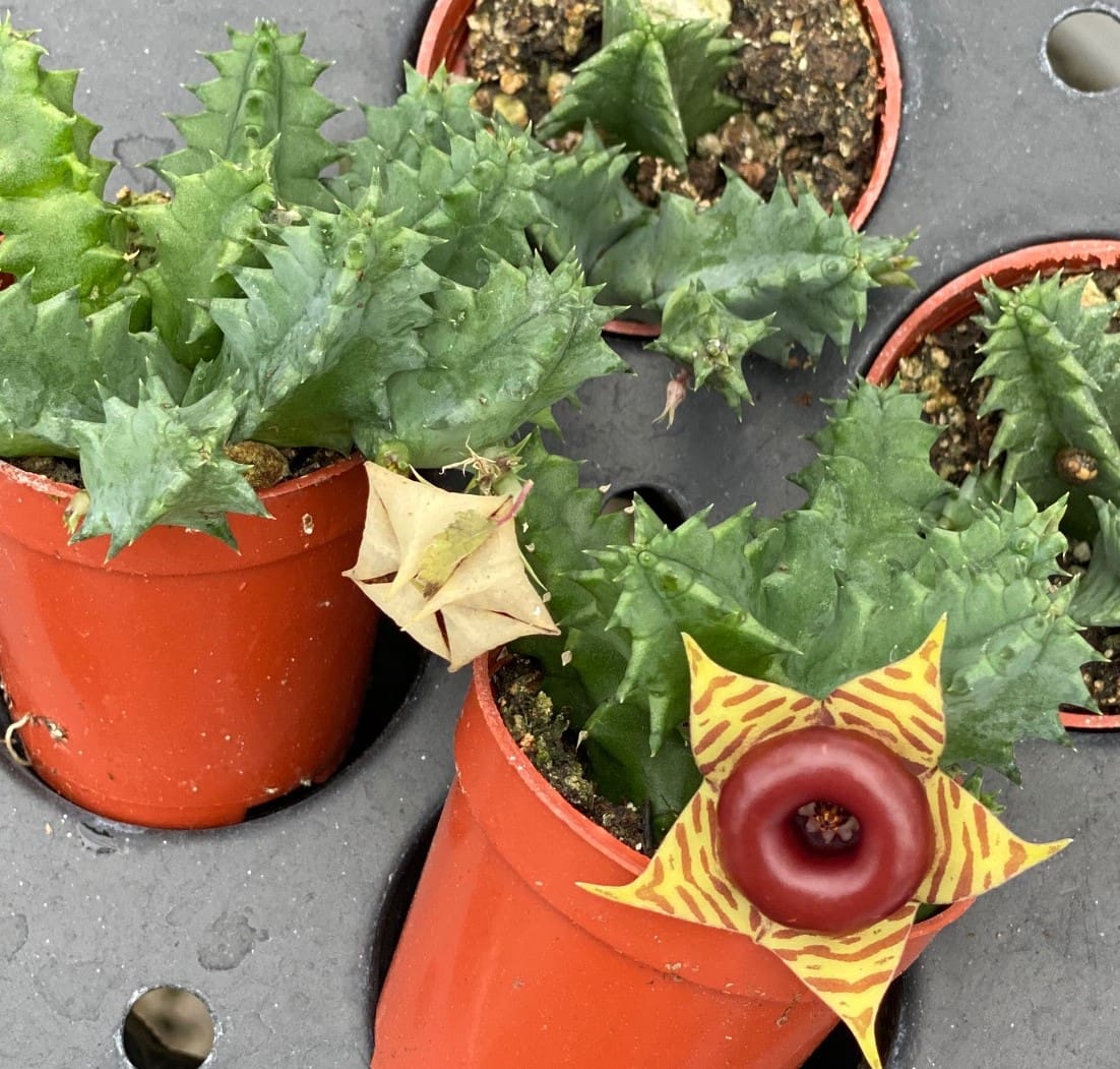 Huernia zebrina, Lifesaver Plant