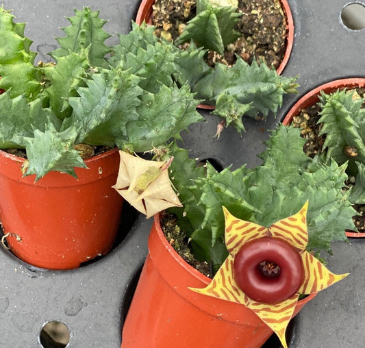 Huernia zebrina, Lifesaver Plant