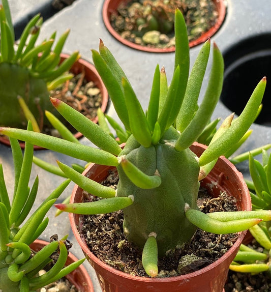 Cactus, Gumby