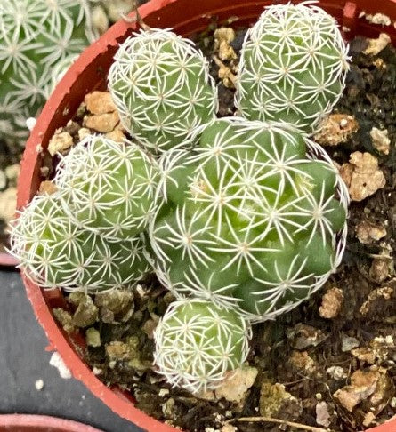 Cactus, Thimble Mammillaria