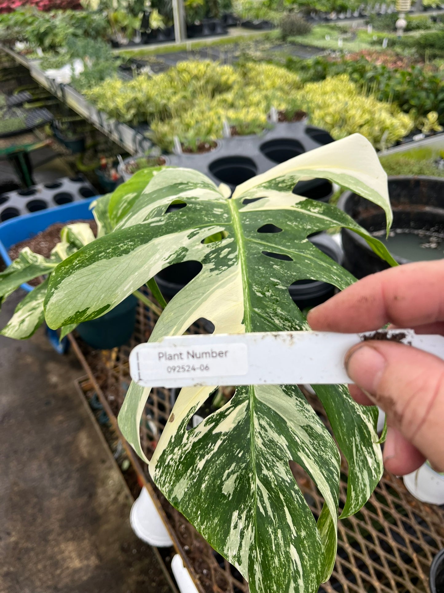 Monstera Deliciosa Albo Variegata