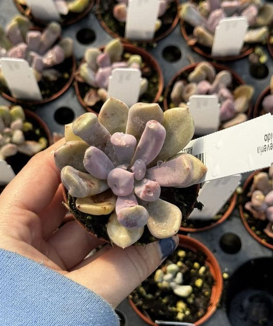 Echeveria, Cupido