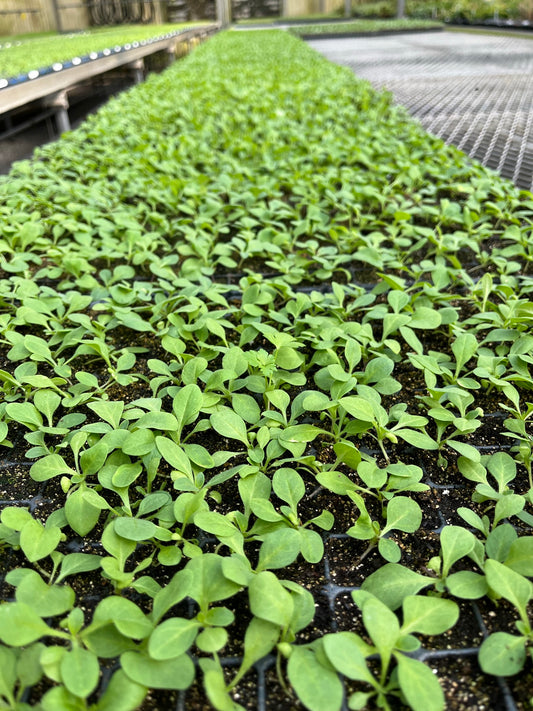 -- Flower Young Starter Transplant Plugs Grown-to-Order