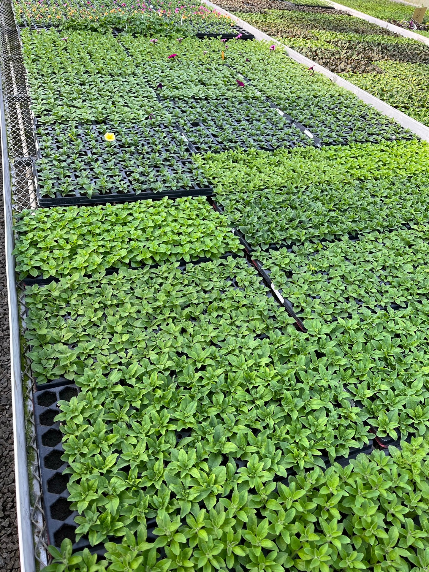 -- Flower Young Starter Transplant Plugs Grown-to-Order