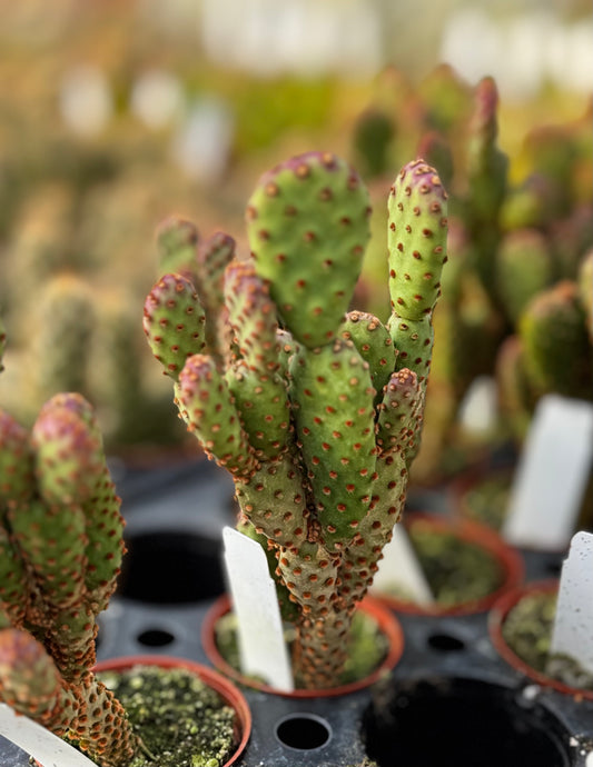 Cactus, Cinnamon