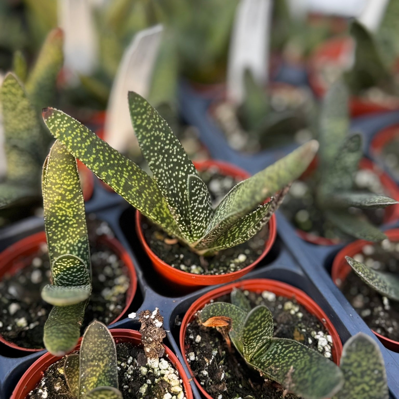 succulent tongue plant Gasteria, Lawyer's Tongue 2" Potted Plant