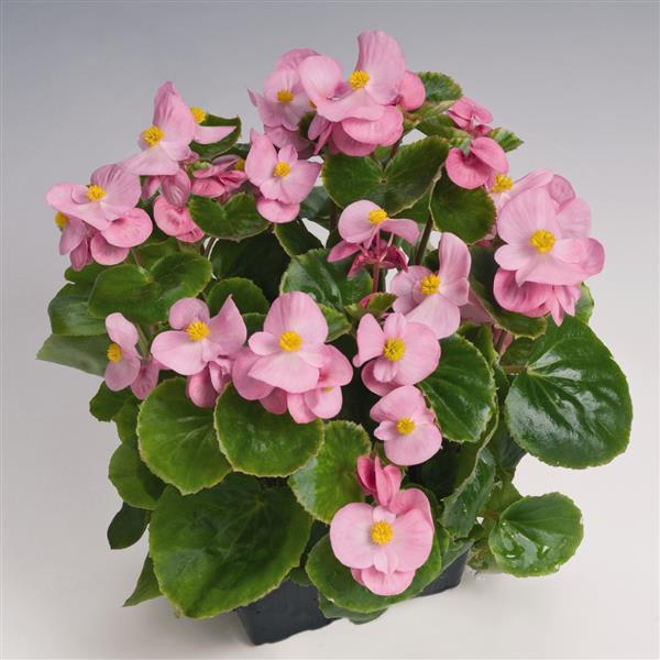 Begonia Green Leaf Super Olympia®