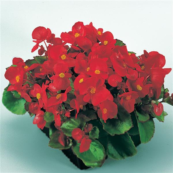 Begonia Green Leaf Super Olympia®