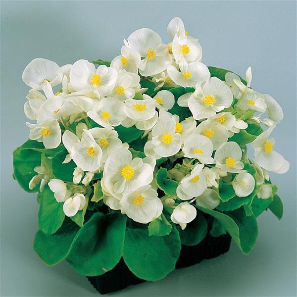 Begonia Green Leaf Super Olympia®