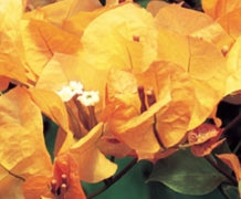 Bougainvillea, California Gold