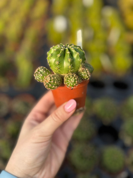 Cactus, Rainbow Burst, Echinobivia