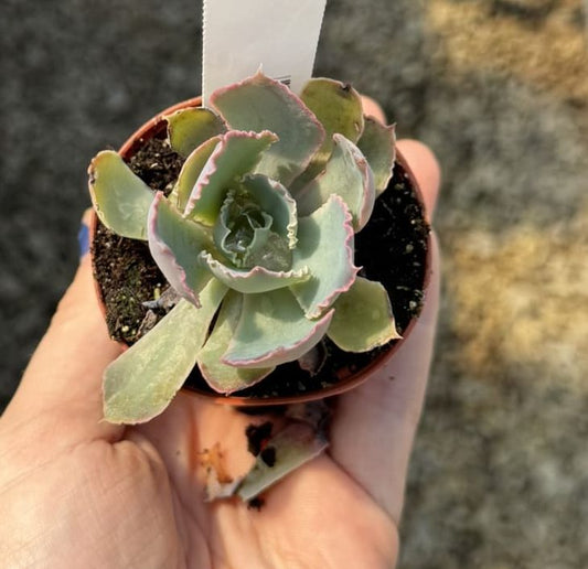 Echeveria, Purple Dance