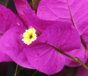 Bougainvillea, Elizabeth Angus