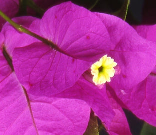 Bougainvillea, Elizabeth Angus