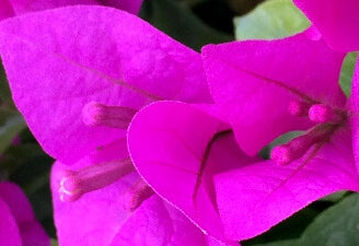 Bougainvillea, Elizabeth Angus