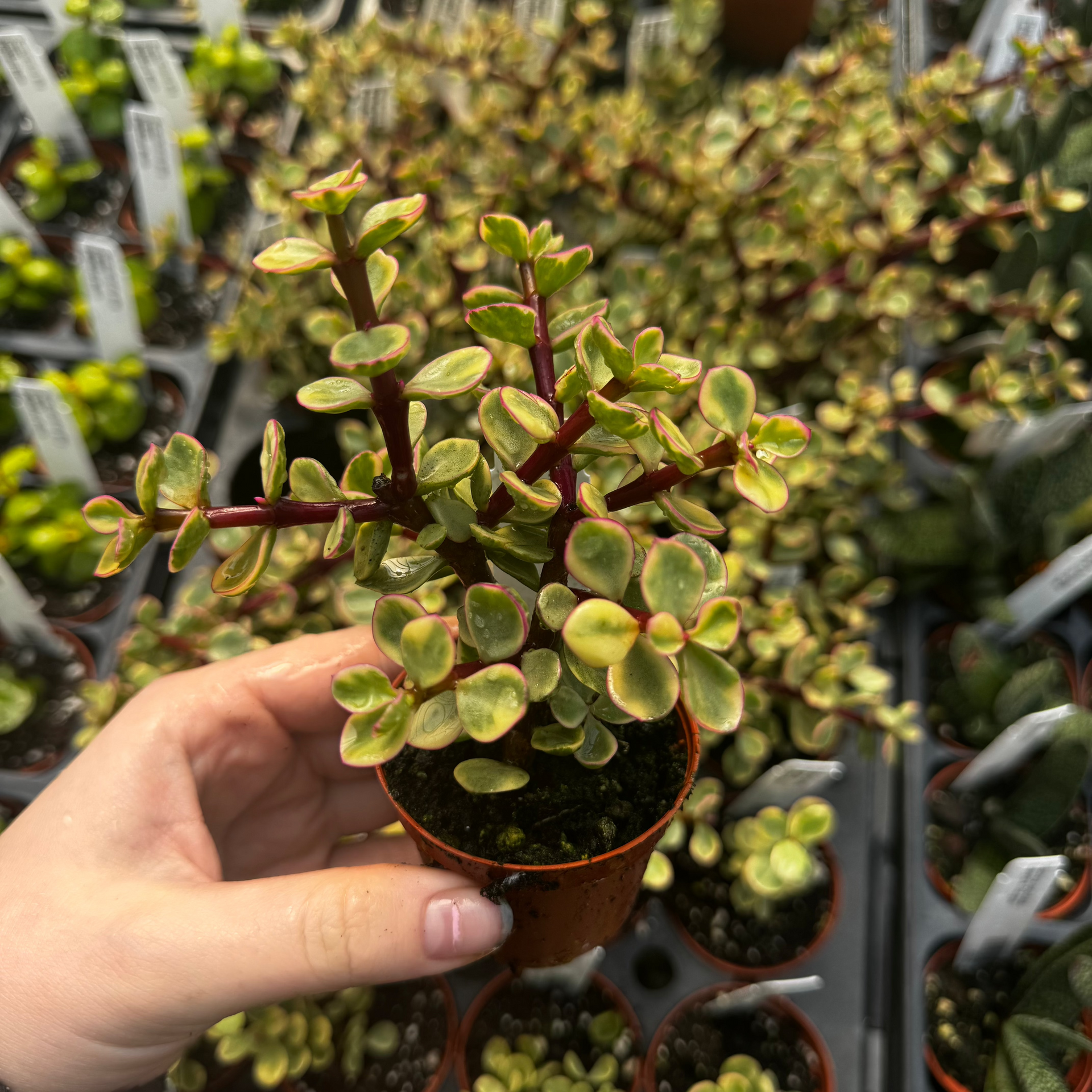 Portulacaria, Elephant Bush, Variegated – Plant Hoarder
