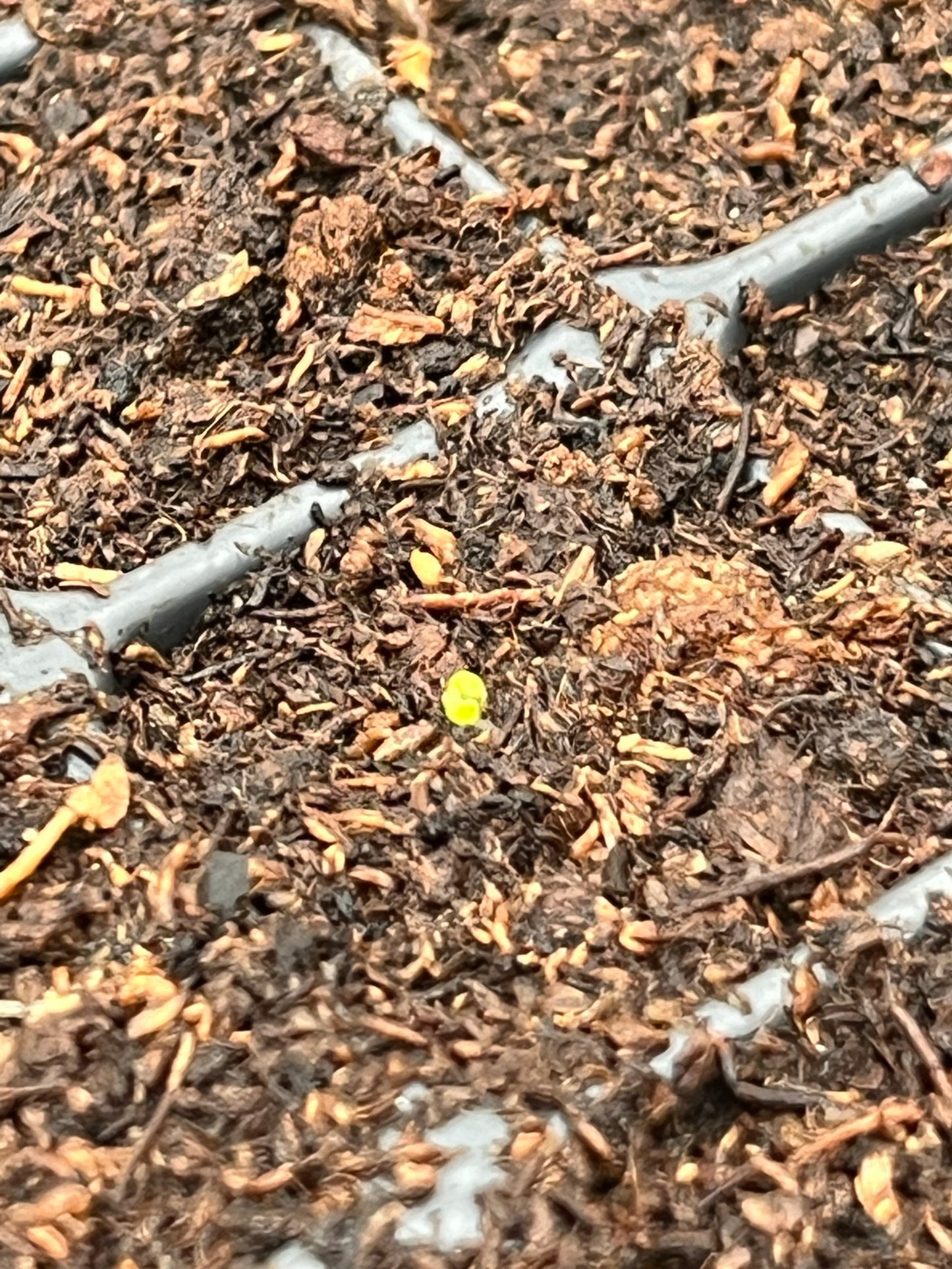 -- Flower Young Starter Transplant Plugs Grown-to-Order