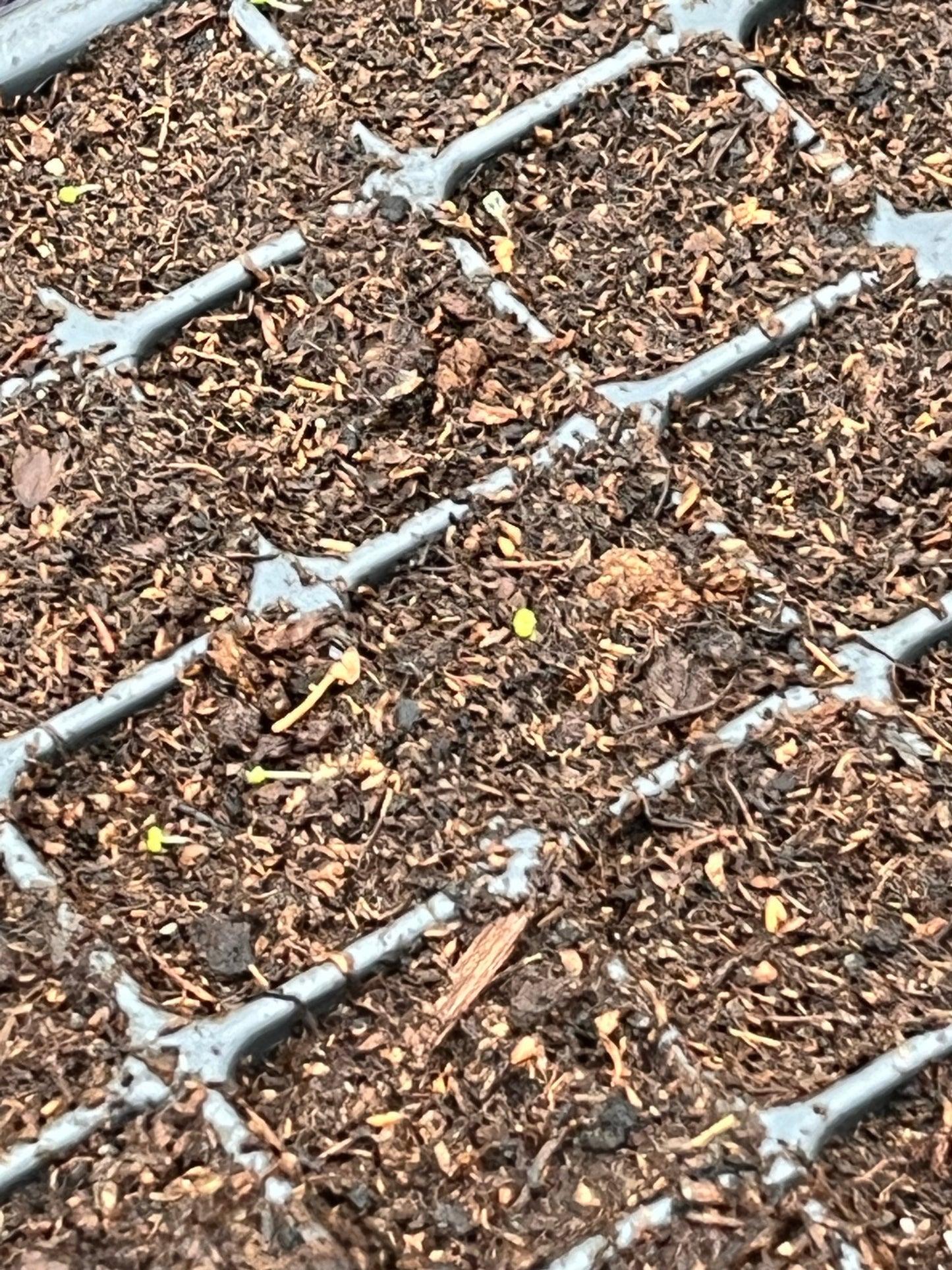 -- Flower Young Starter Transplant Plugs Grown-to-Order
