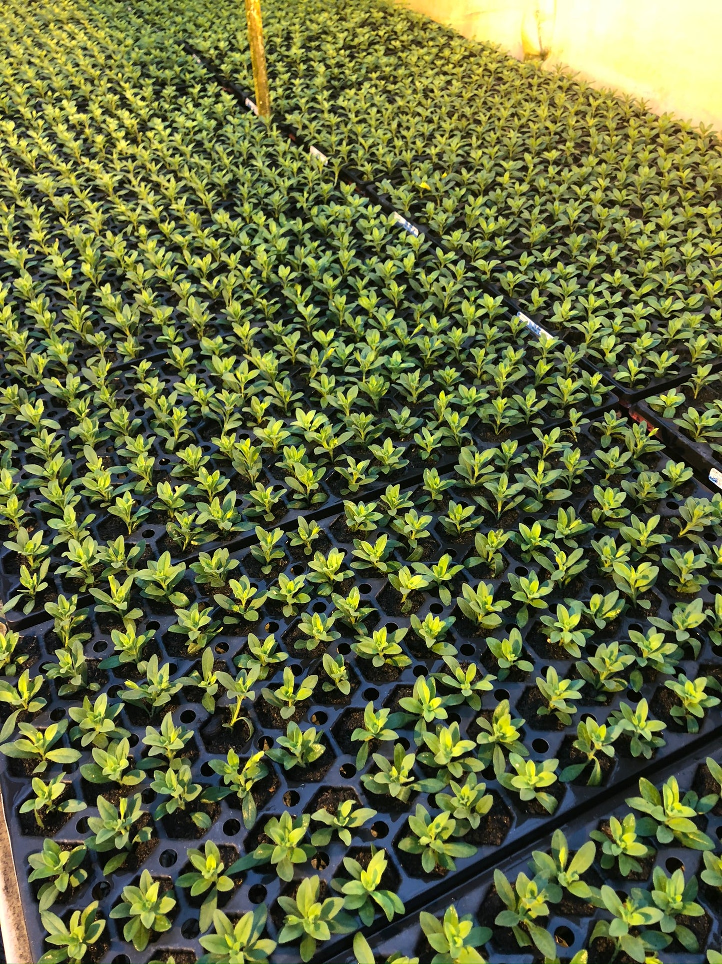 -- Flower Young Starter Transplant Plugs Grown-to-Order