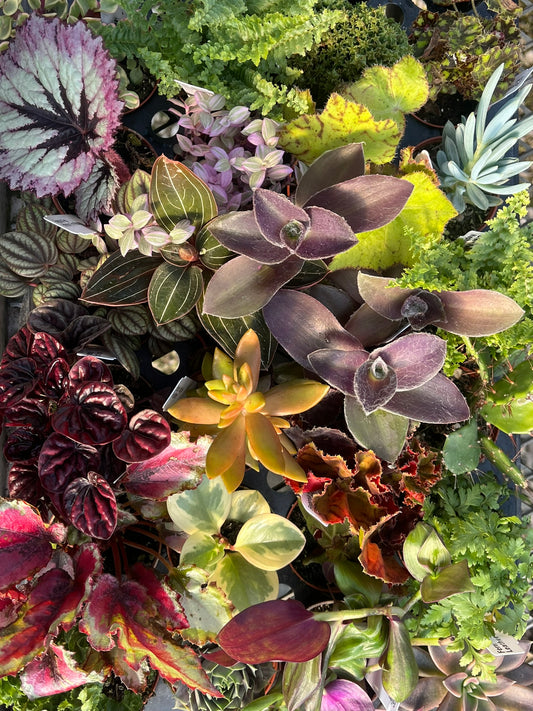 Mystery Plant Box – A Surprise for Plant Lovers!
