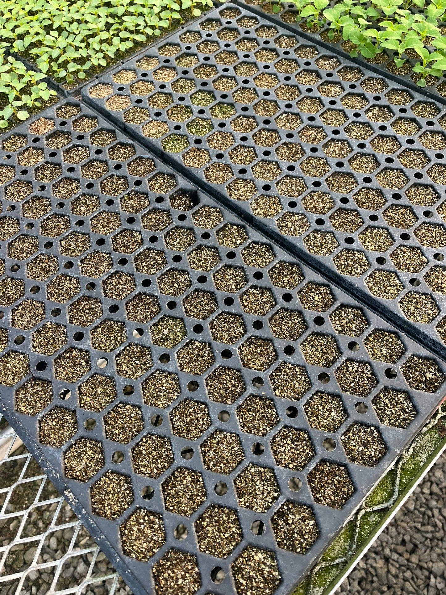 -- Flower Young Starter Transplant Plugs Grown-to-Order
