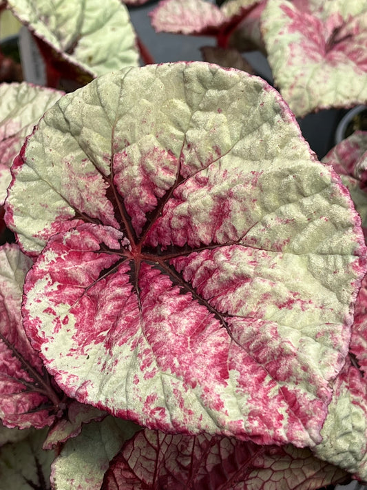 Begonia Steve's Leaves Paradox