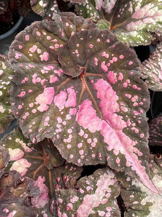 Begonia Harmony's Twisted Sister