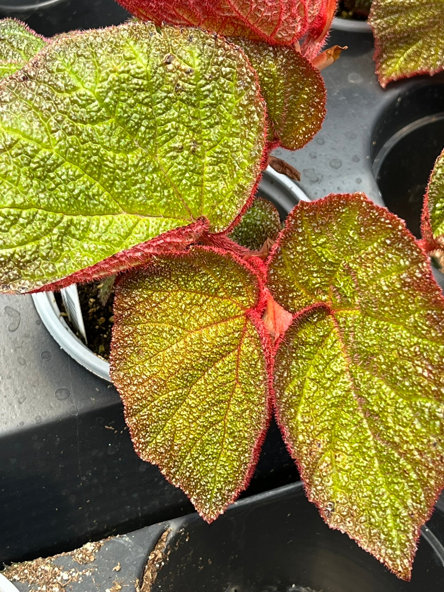 Begonia orococo