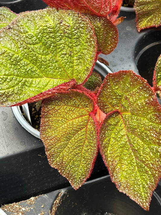 Begonia orococo
