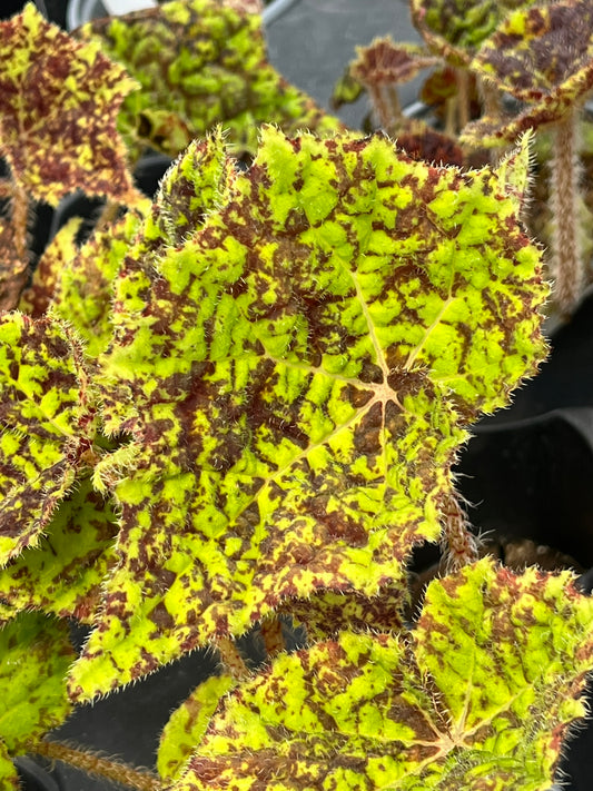 Begonia Marmaduke