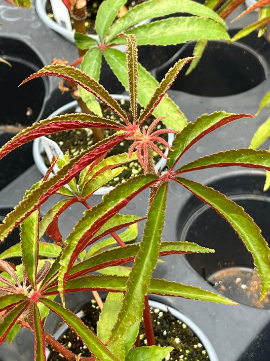 Begonia luxurians