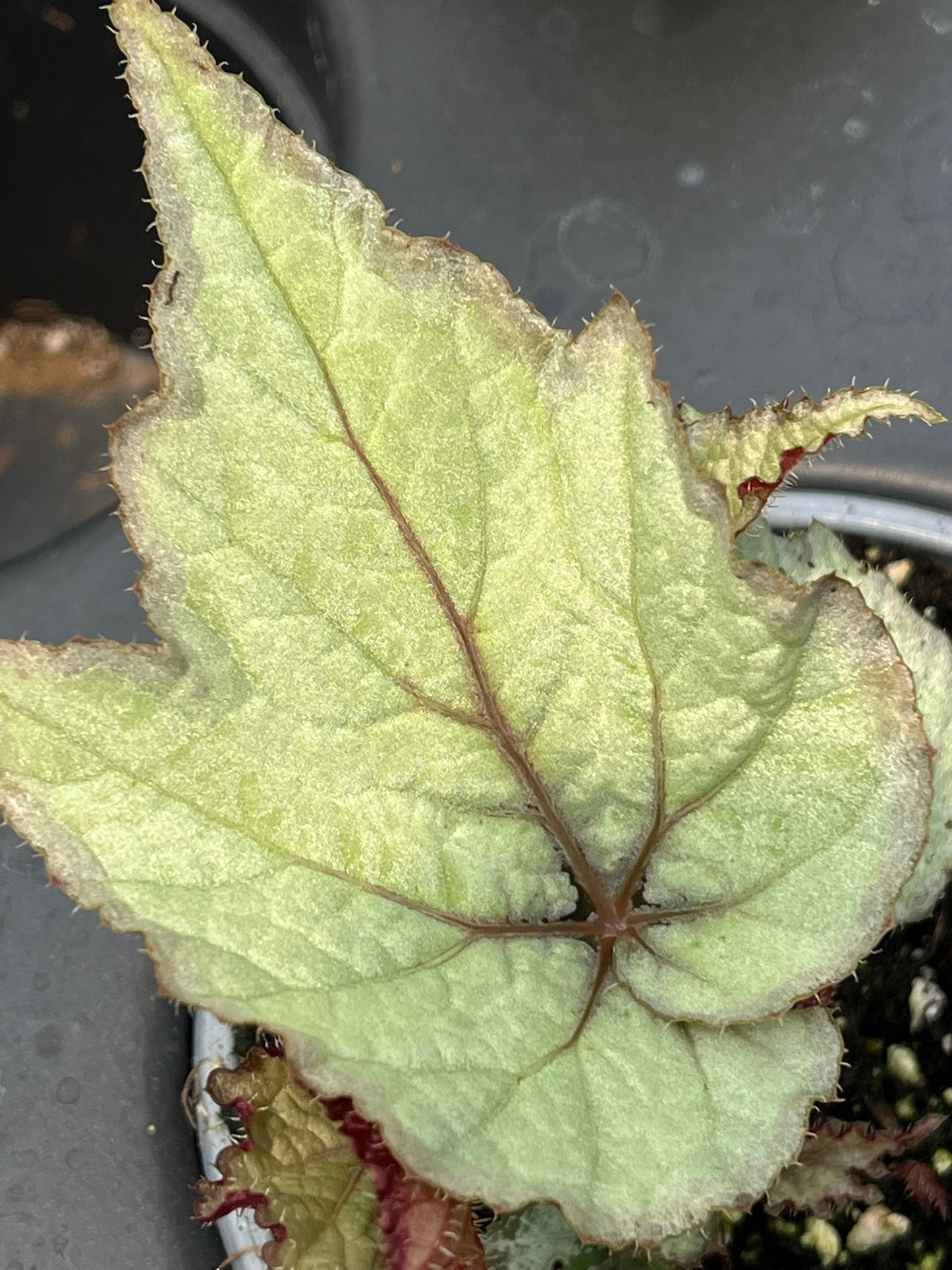 Begonia Maple Leaf
