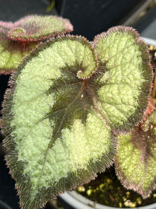 Begonia Escargot