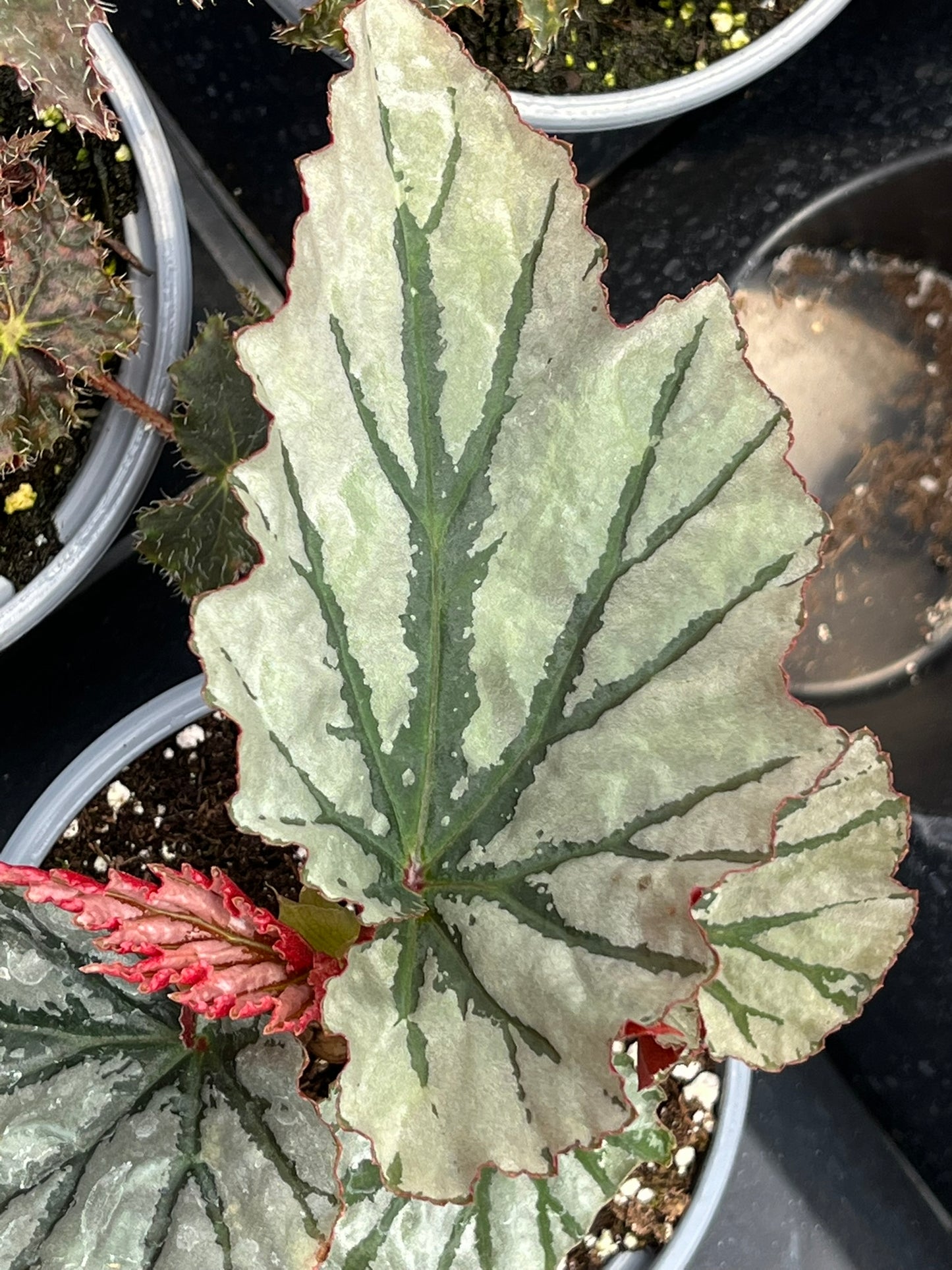 Begonia Looking Glass